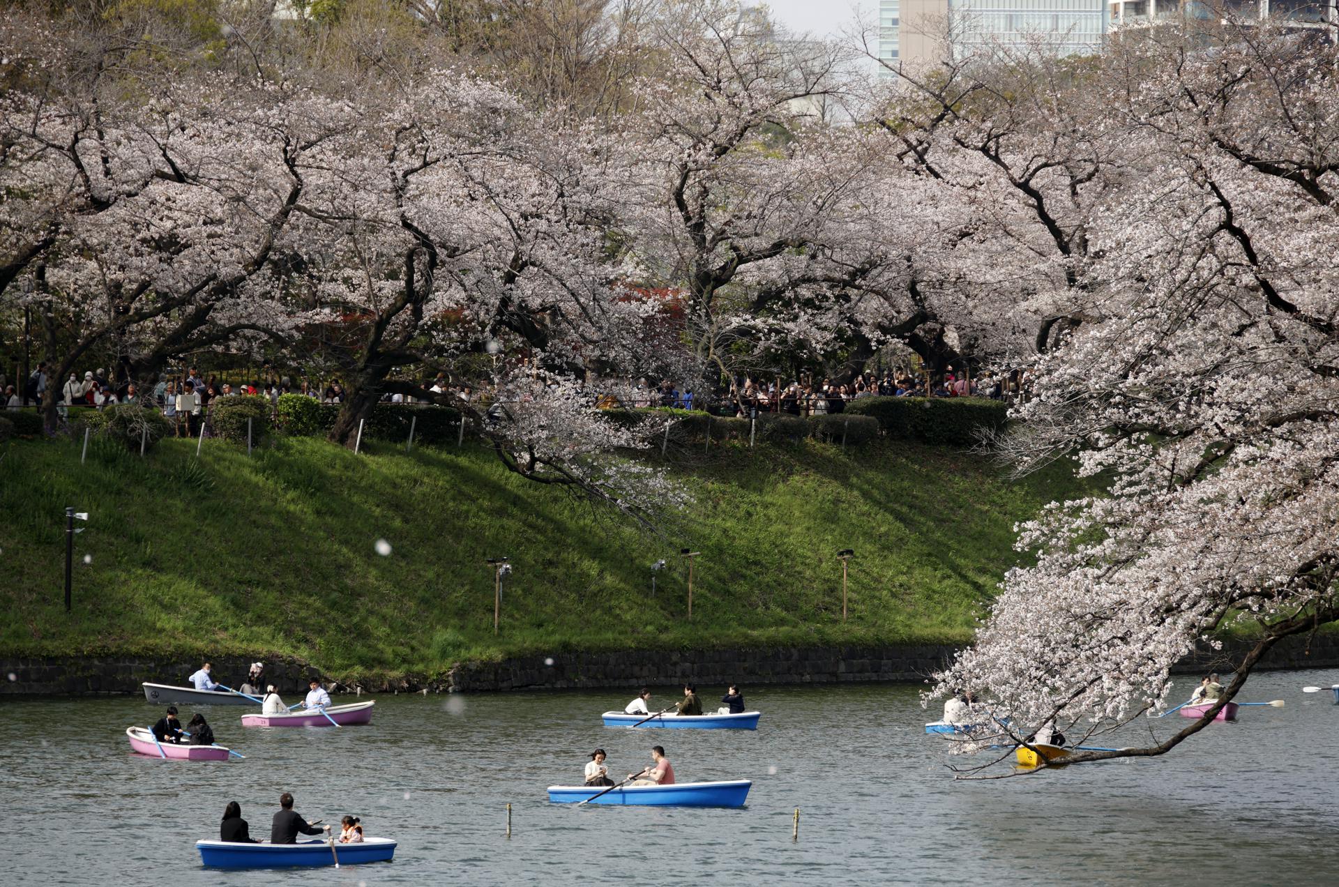 TOKYO (Japan), 30/03/2026.- People rowing boats enjoy the view of cherry blossoms in full bloom at Chidorigafuchi Moat in Tokyo, Japan, 30 March 2026. Cherry blossoms in central Tokyo have reached full bloom slightly earlier than usual this year. (Japón, Tokio) EFE/EPA/FRANCK ROBICHON
