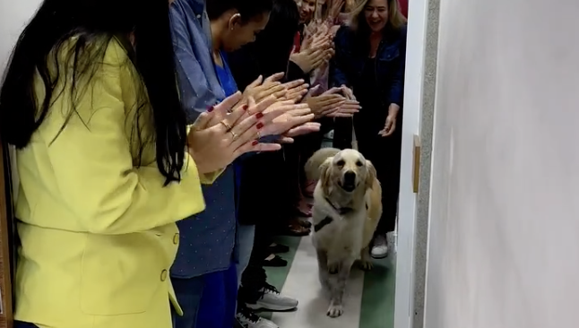 (Video) Perrito es aplaudido tras sobrevivir a un impacto de bala y tres cirugías