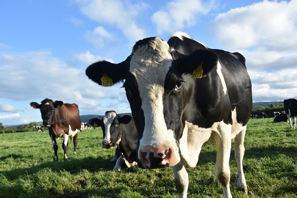 Colombia ahora podrá exportar carne bovina a Israel