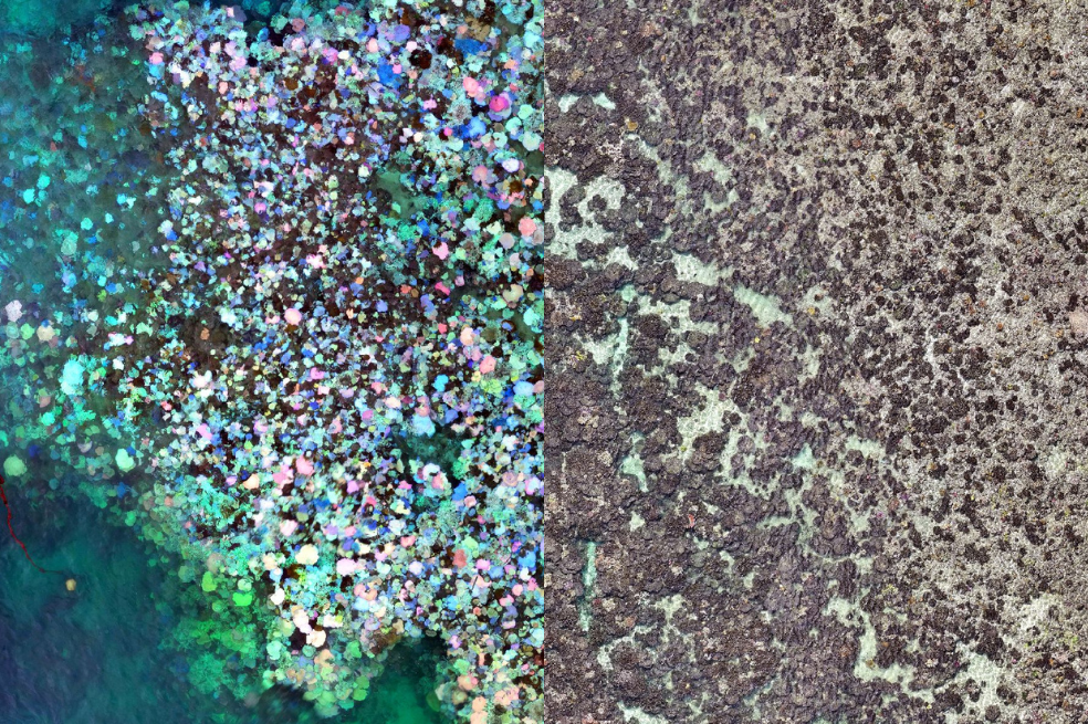 La Gran Barrera de Coral alcanza las temperaturas más altas y críticas en 400 años