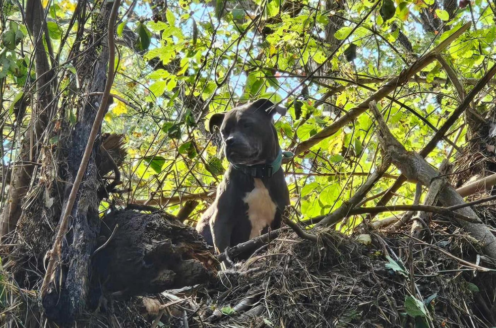 Rescatan a una perra atrapada en un árbol tras el huracán Helene: “es un milagro”
