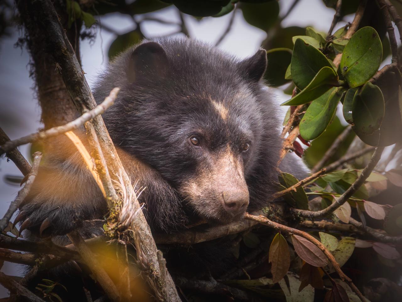 Campesinos de Cundinamarca adaptan sus fincas para convivir con el oso andino
