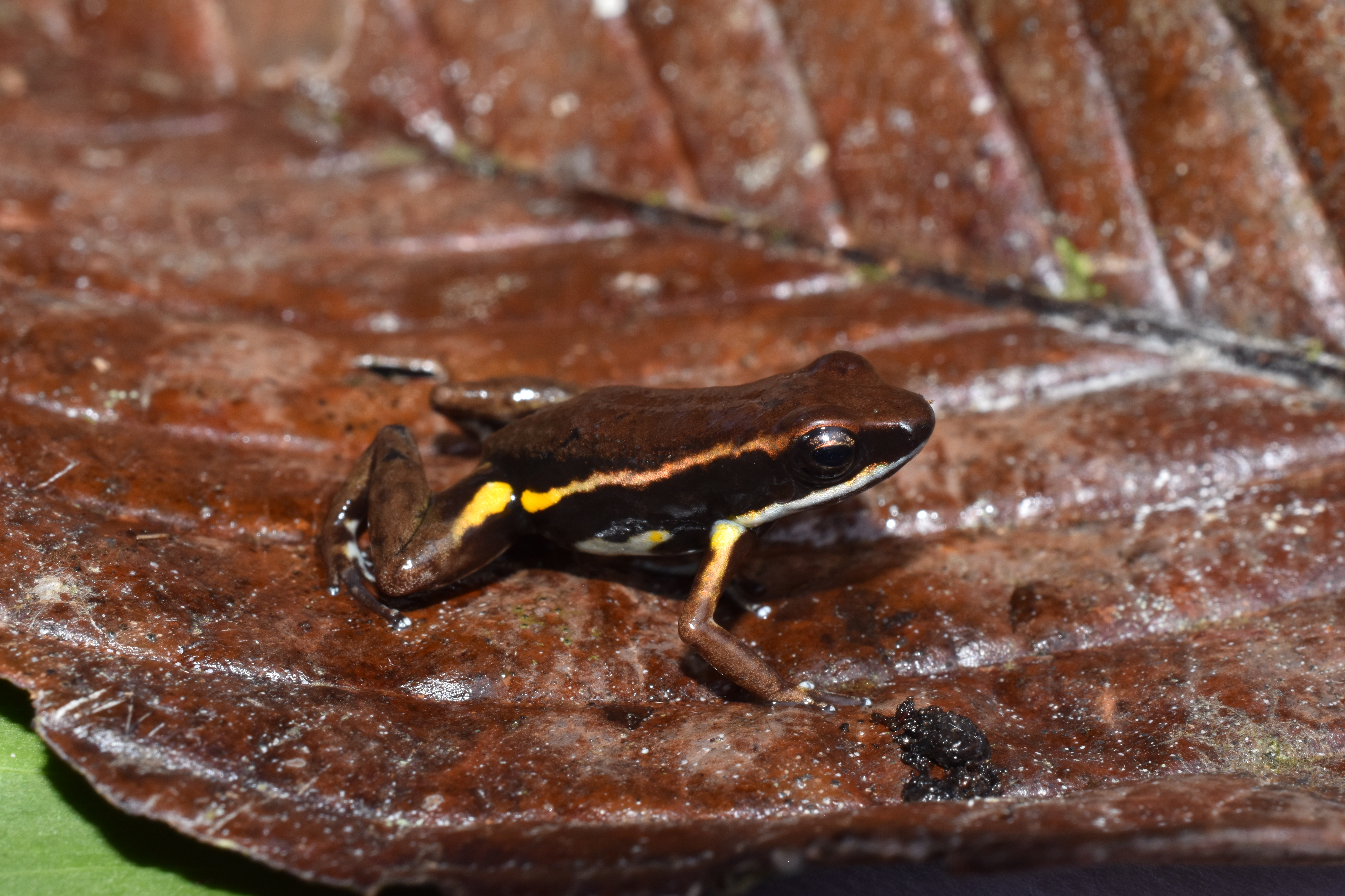 Descubren una nueva especie de rana en Colombia, pero ya está en riesgo