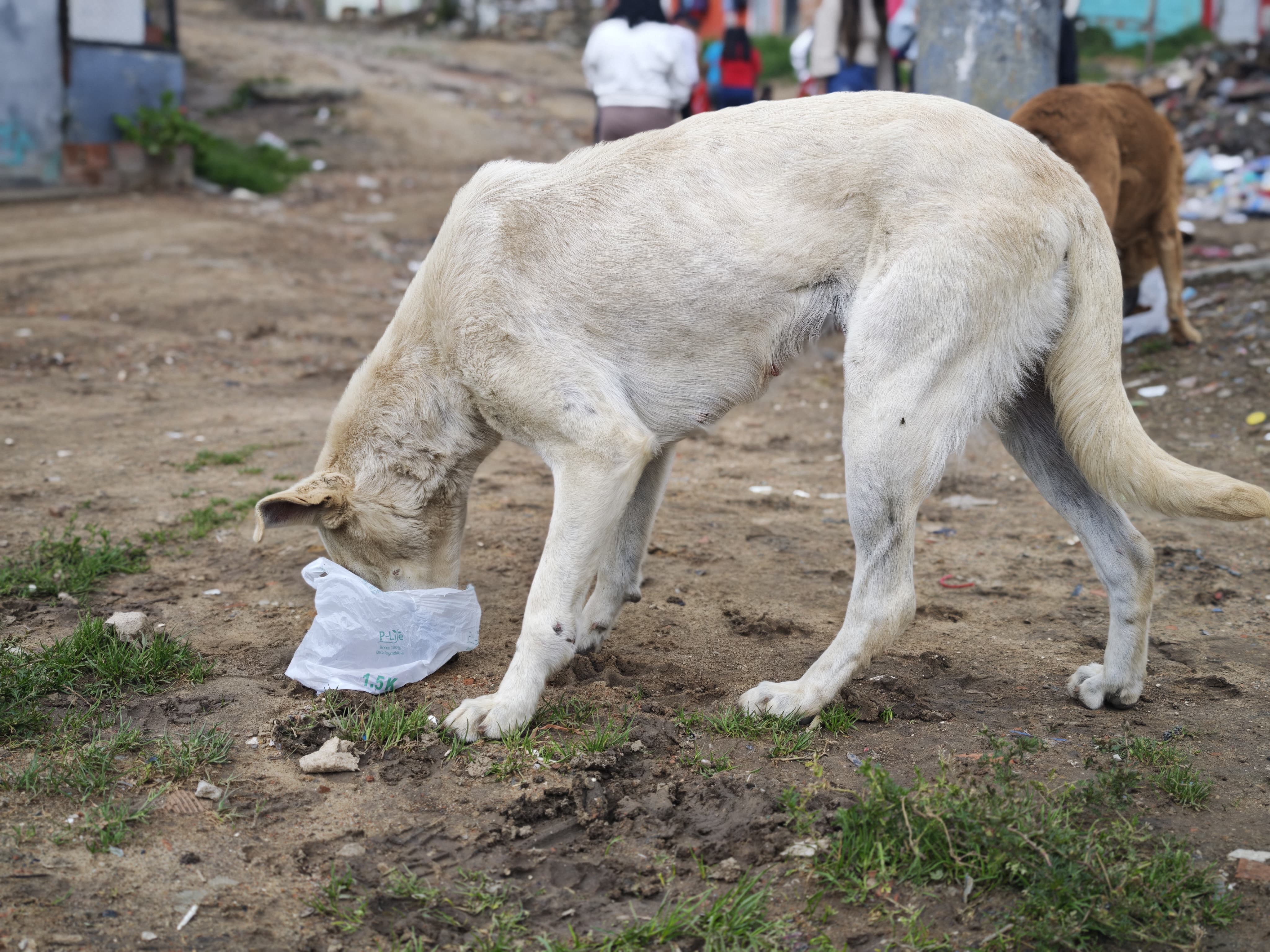 Así es recorrer Bogotá alimentando perros y gatos que sobreviven en la calle