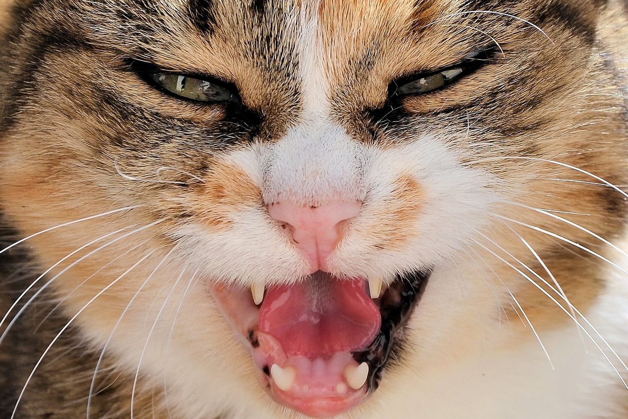 ¿Cómo cuidar los dientes de su gato?