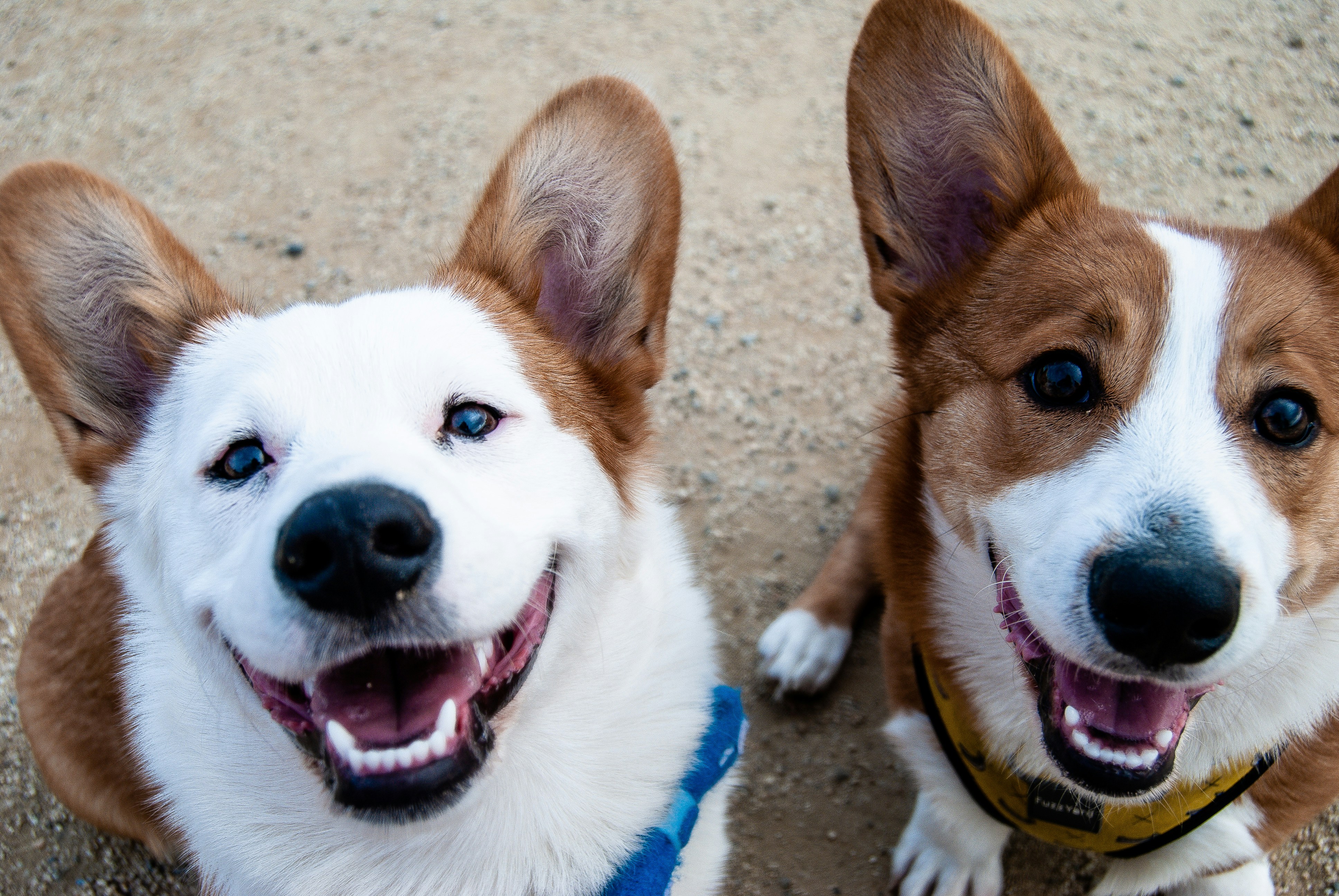 ¿Tiene un perro en casa? Aquí le contamos cinco formas de celebrar su día