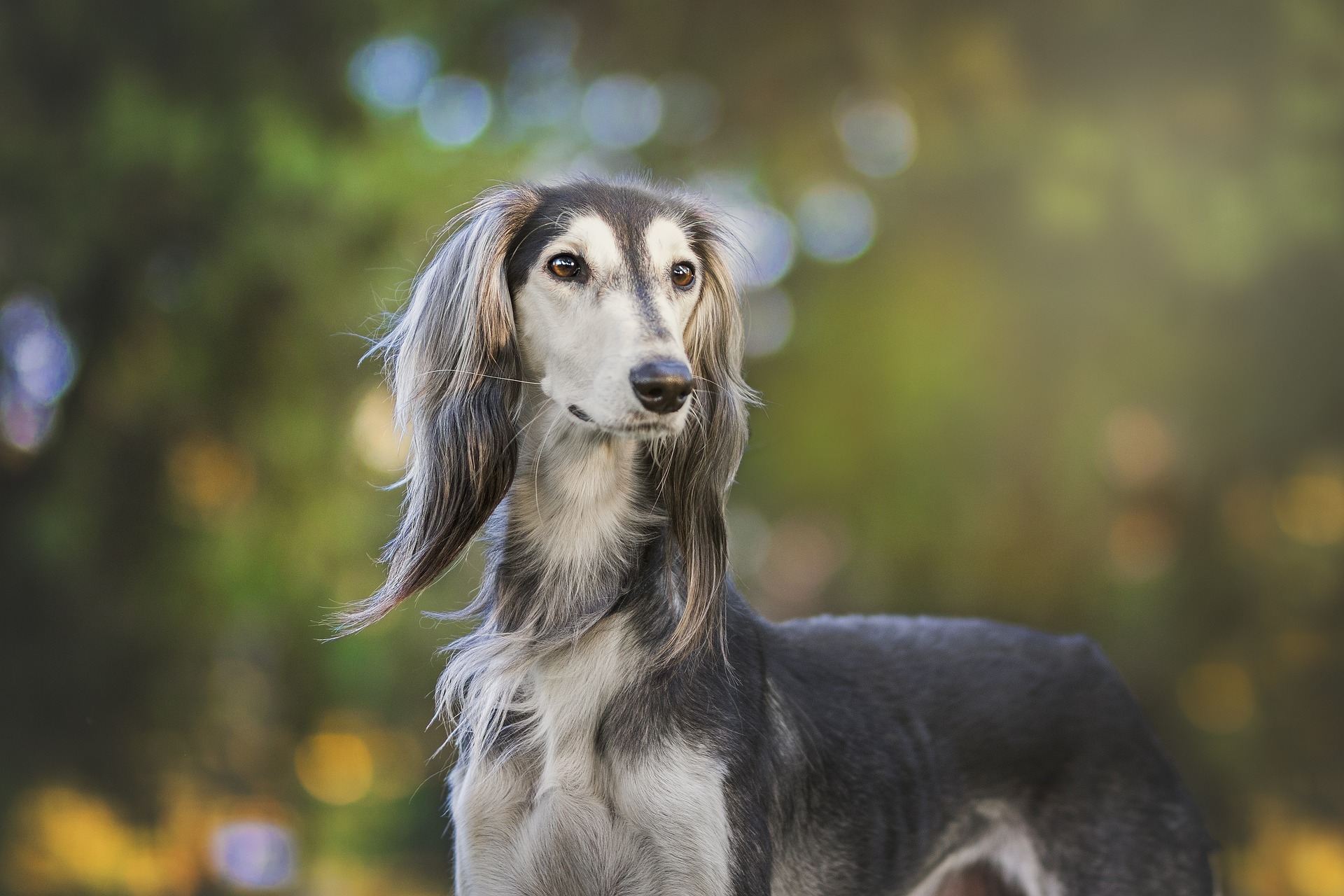 ¿Cuáles son las razas de perro más caras del mundo?