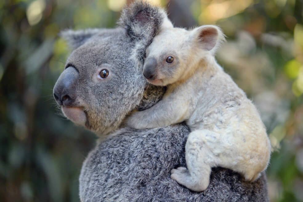 Hasta el momento, se estima que han muerto cerca de mil koalas a causa de los incendios.  / EFE