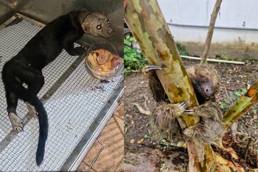 Alerta ciudadana permite rescate de oso perezoso y otras especies en riesgo en Cundinamarca