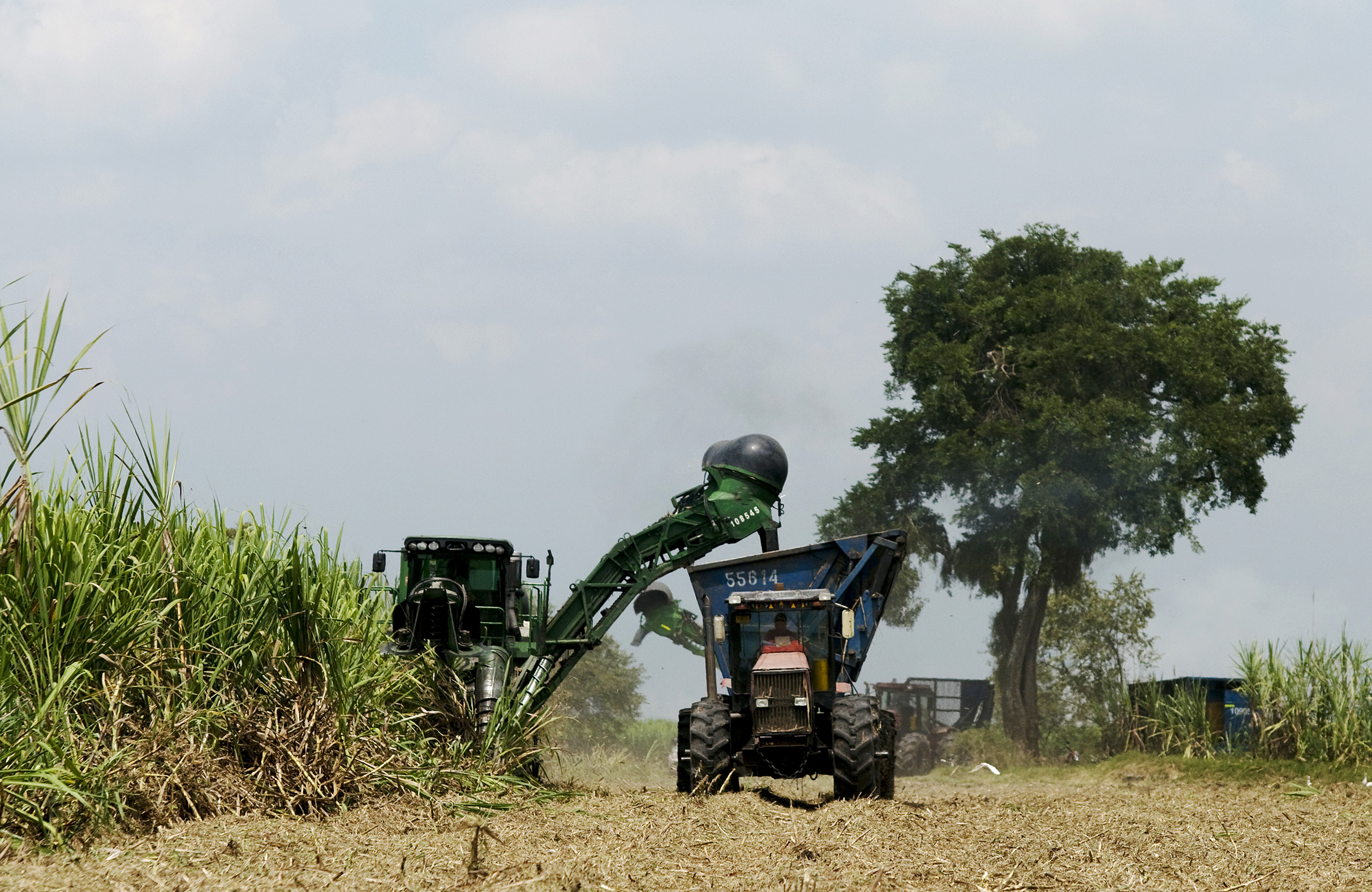 Esperan que la producción de azúcar alcance 2,44 millones de toneladas en 2018