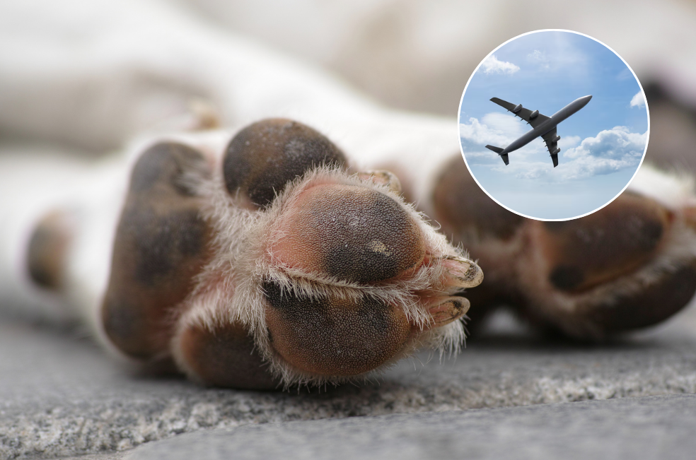 Un perro se enfermó en pleno vuelo y el avión tuvo que aterrizar de emergencia