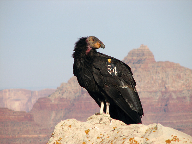 Este cóndor de California nació en 2004 como parte de un programa de cría y fue liberado en Arizona en 2006. En la década de 1980, solo quedaban 27 ejemplares. Gracias a un programa de recuperación, el número de ejemplares ha aumentado a más de 500 y varios centenares viven de nuevo en libertad.