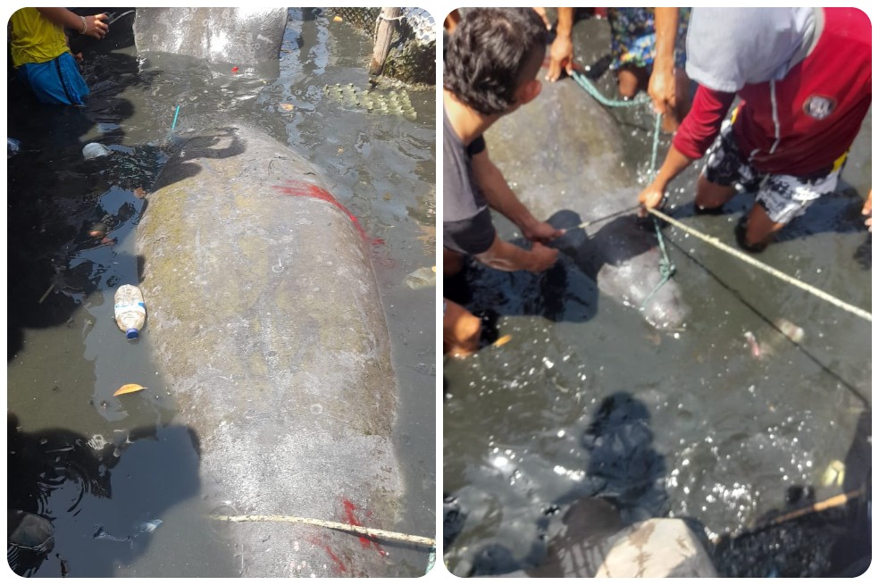 Mataron a Julieta, manatí que acababa de ser liberada por Corpamag