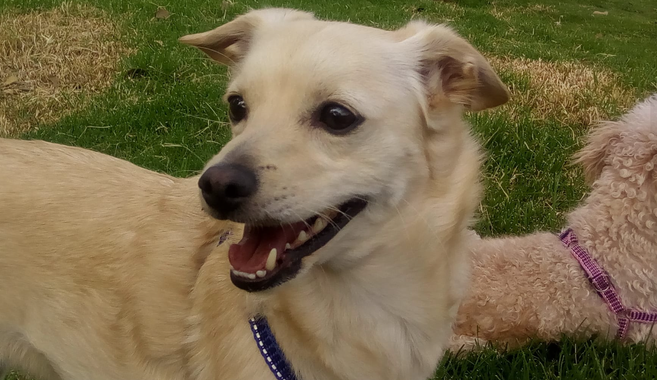 ¿Los ha visto? Pilina, Negrita, Valentino y otras mascotas perdidas en Bogotá