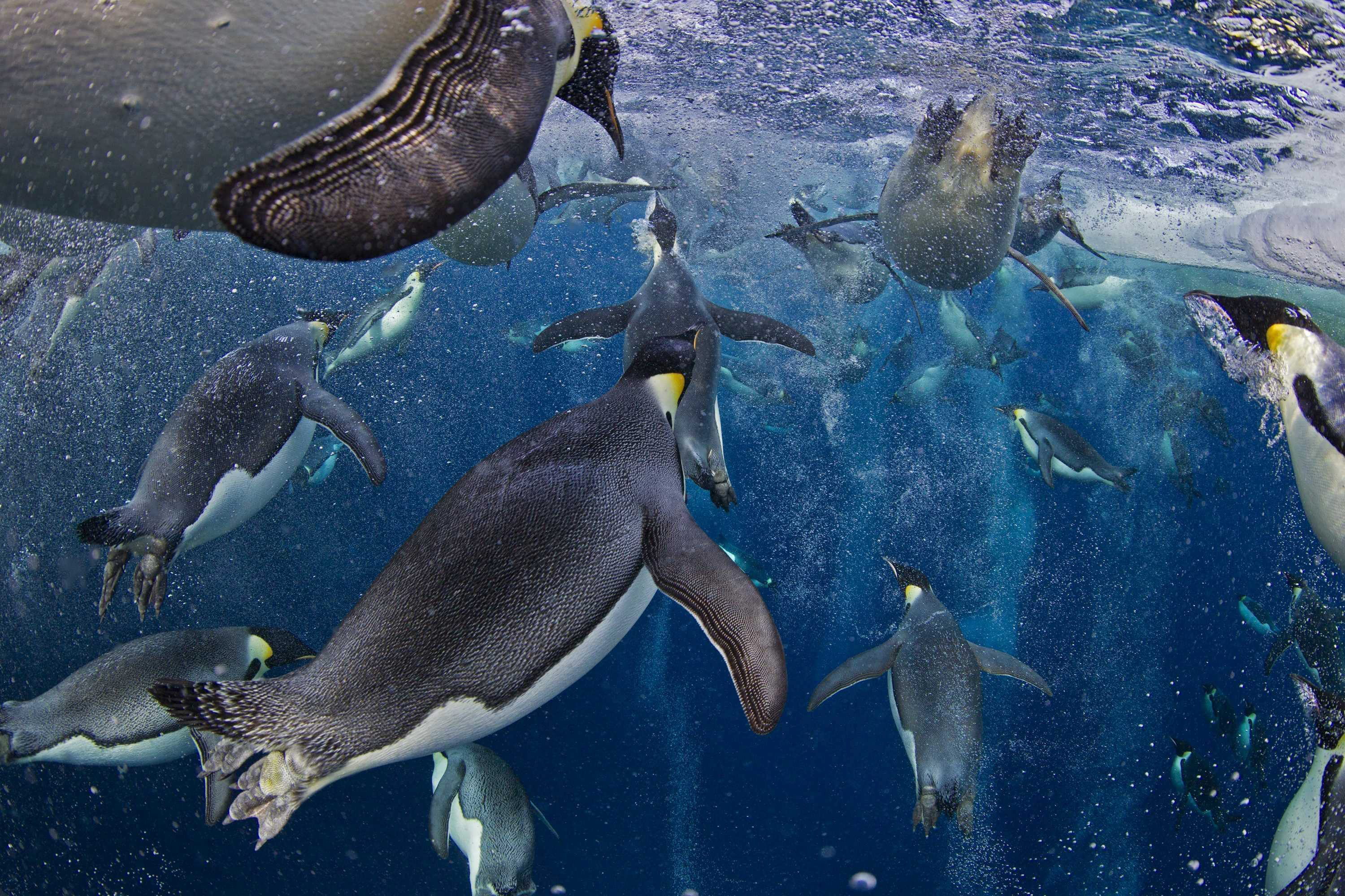 Pingüinos emperador podrían extinguirse para el año 2100
