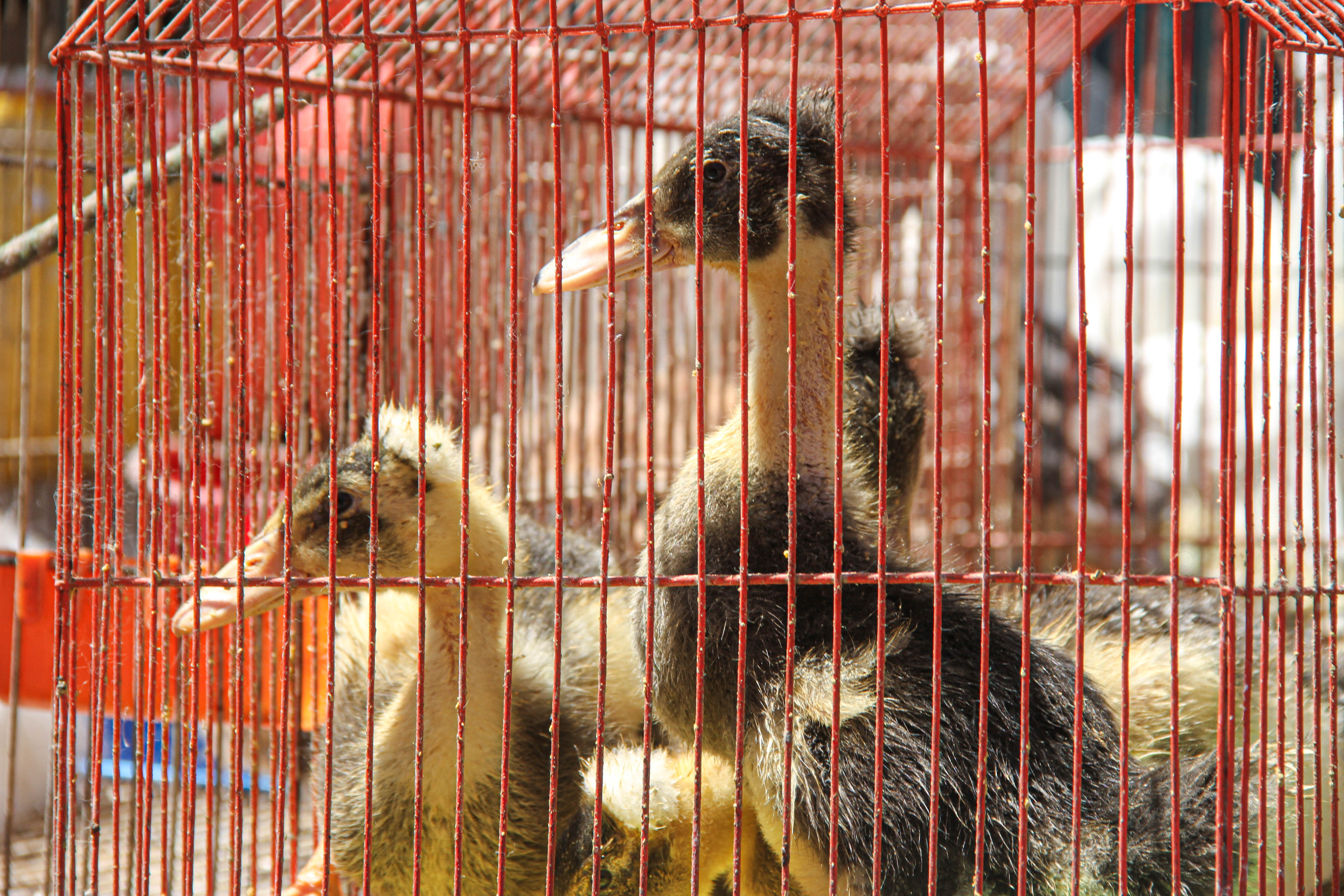 Desnutridos y enfermos, así estaban 44 animales, rescatados de la venta ilegal