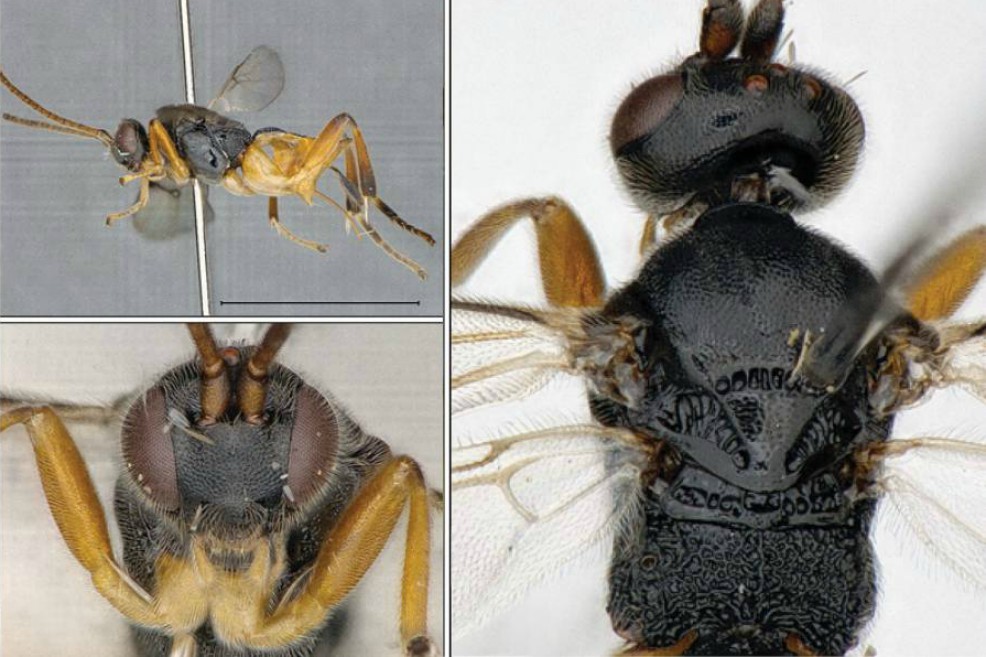 La avispa Godzilla, el nuevo insecto descubierto por científicos en Japón
