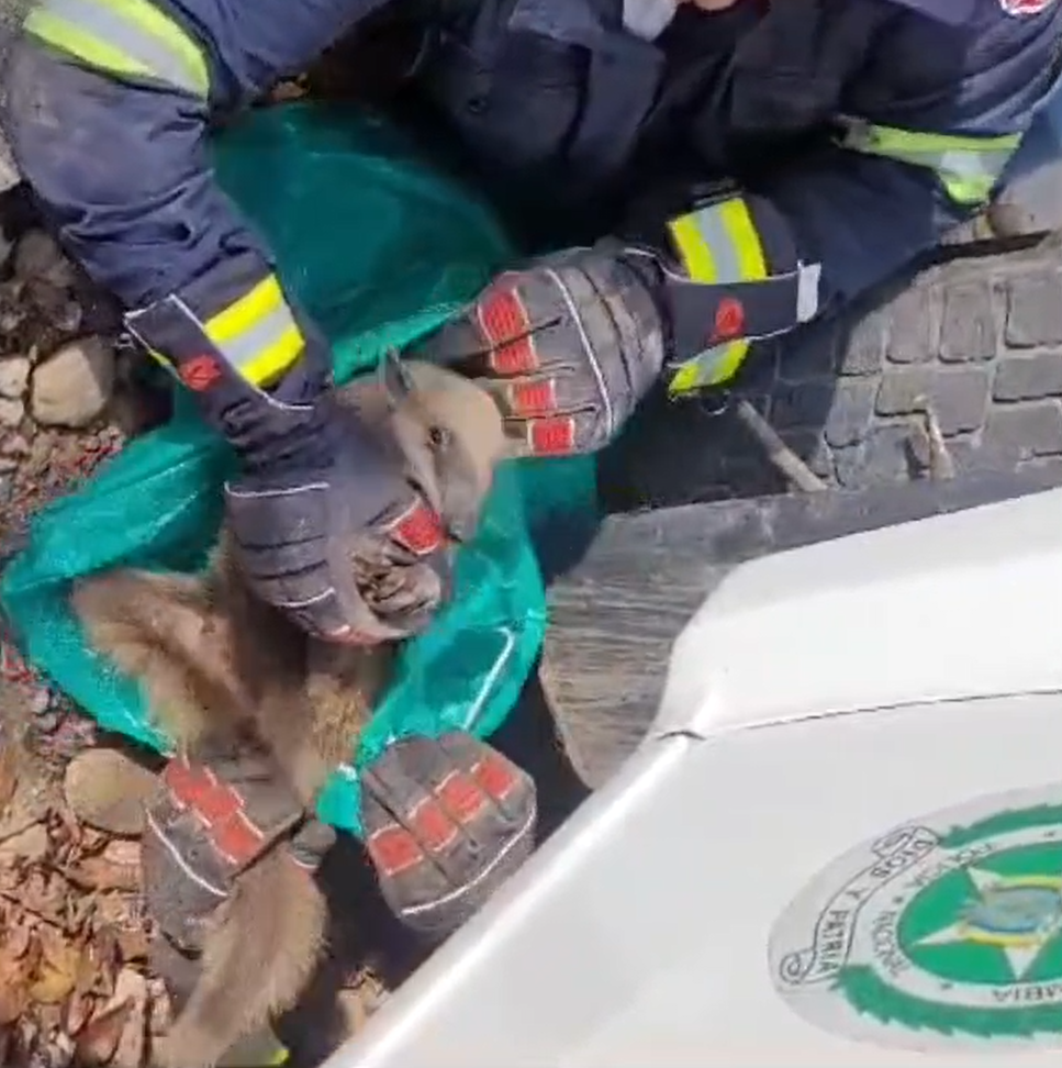 Rescatan a oso hormiguero que había quedado atrapado en un vehículo