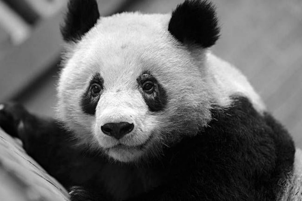 GlobalTimes/Chengdu Research Base of Giant Panda Breeding