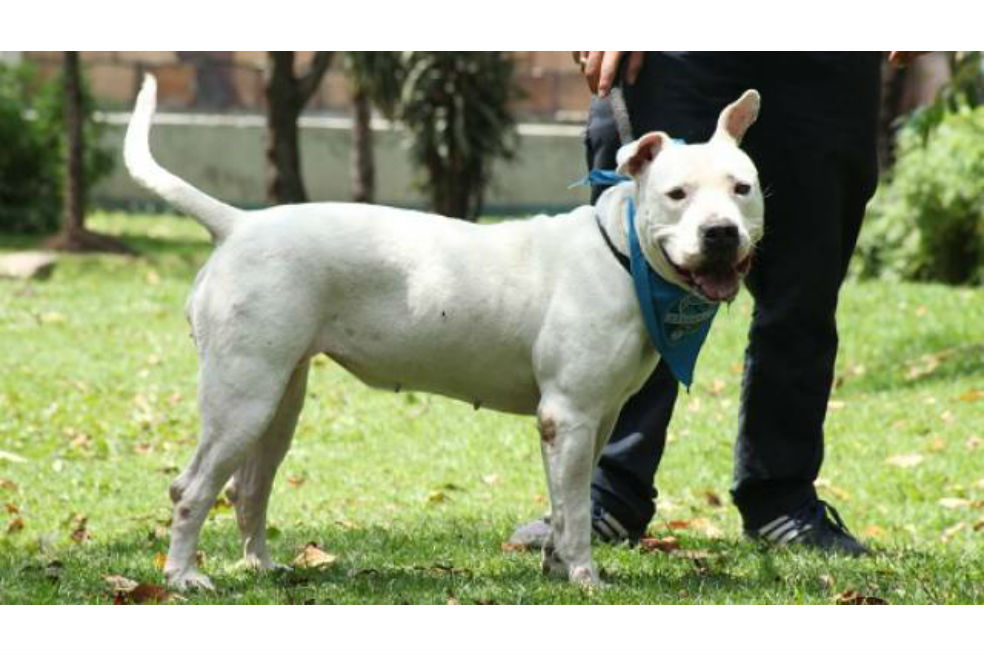¡Recuerde! Este domingo habrá caminata por los derechos de perros ‘peligrosos’ en Bogotá