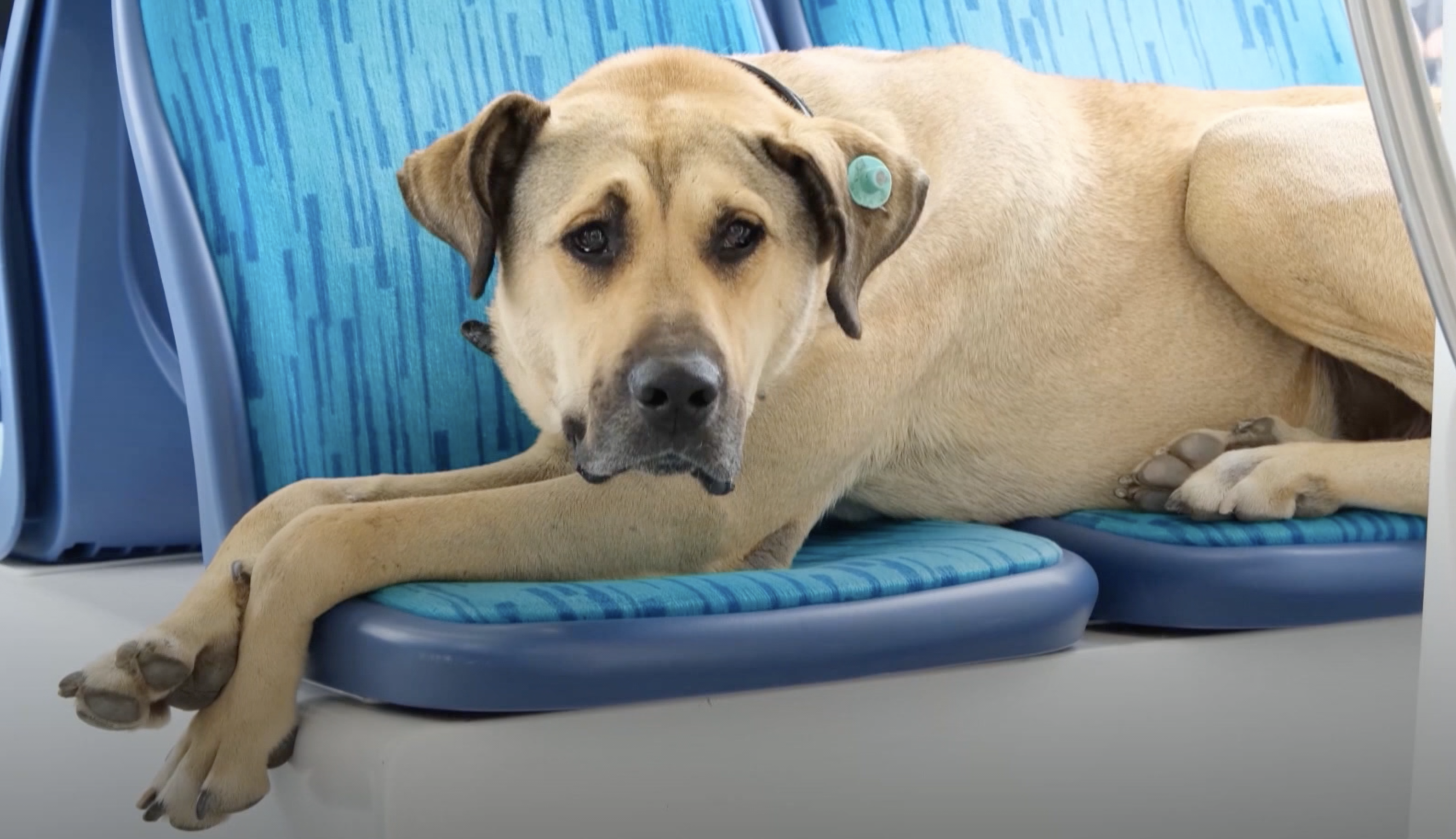 Boji, el perro viajero e influencer de Estambul