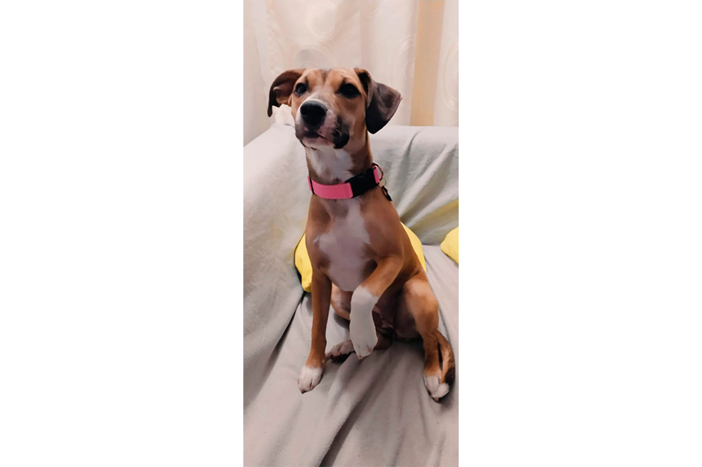 Buscan a Turka, una perrita criolla que se perdió en Bosa Naranjos, Bogotá