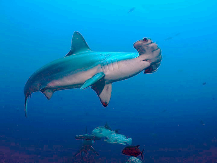 El 90% de los tiburones que son comercializados, ahora se encuentran protegidos