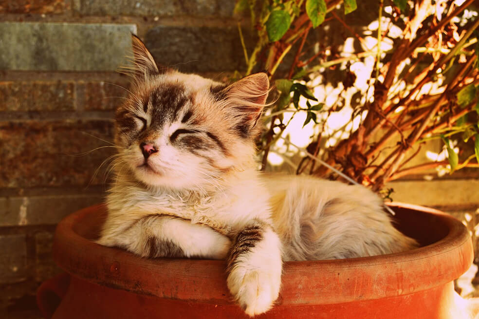 ¿Cómo saber si tienes un gato feliz?