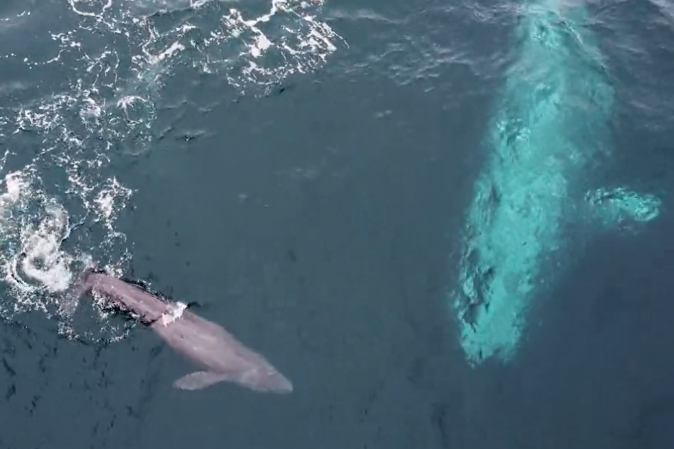 Científicos habrían descubierto los genes que hicieron gigantes a las ballenas