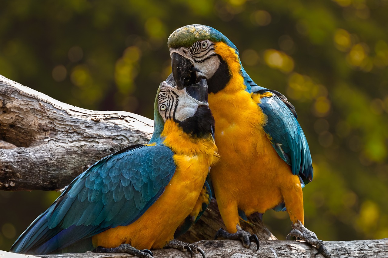 ¿Por qué no debería tener loros, guacamayas y pericos como mascotas?