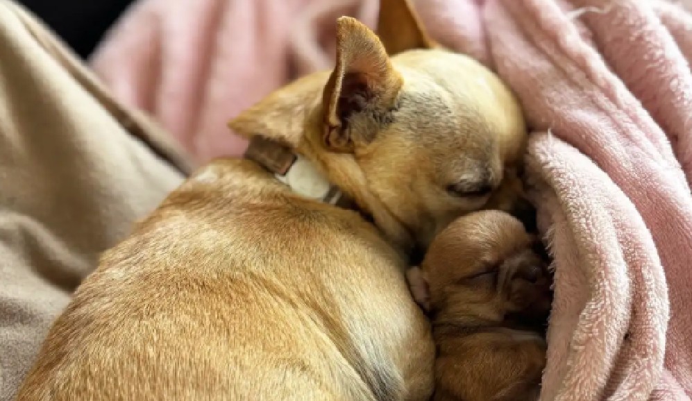 Mujer descubre cachorro en su cama sin saber que su perrita estaba embarazada