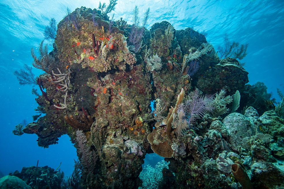 En el extremo norte del archipiélago de San Andrés, los arrecifes más remotos del país fueron reconocidos como un refugio único para la conservación de tiburones y corales. / Foto: Juan Mayorga - National Geographic