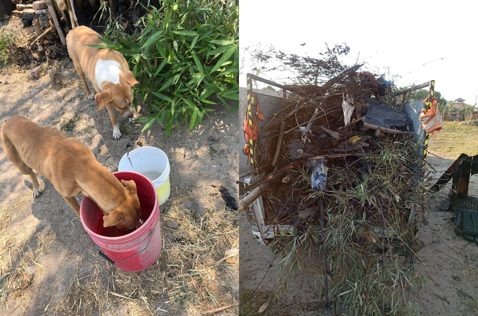 Murieron seis perritos por incendio en refugio: investigan si fue provocado