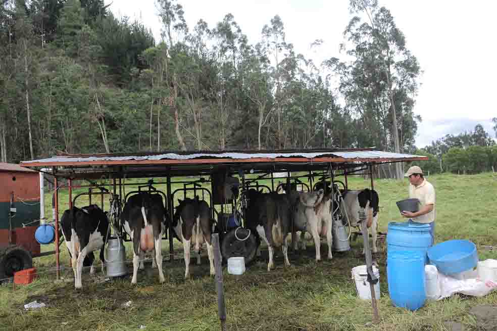 Una planta de leche para Ubaté