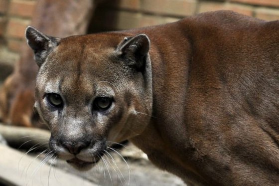 Autoridades ambientales confirmaron presencia de felinos en El Dovio, Valle