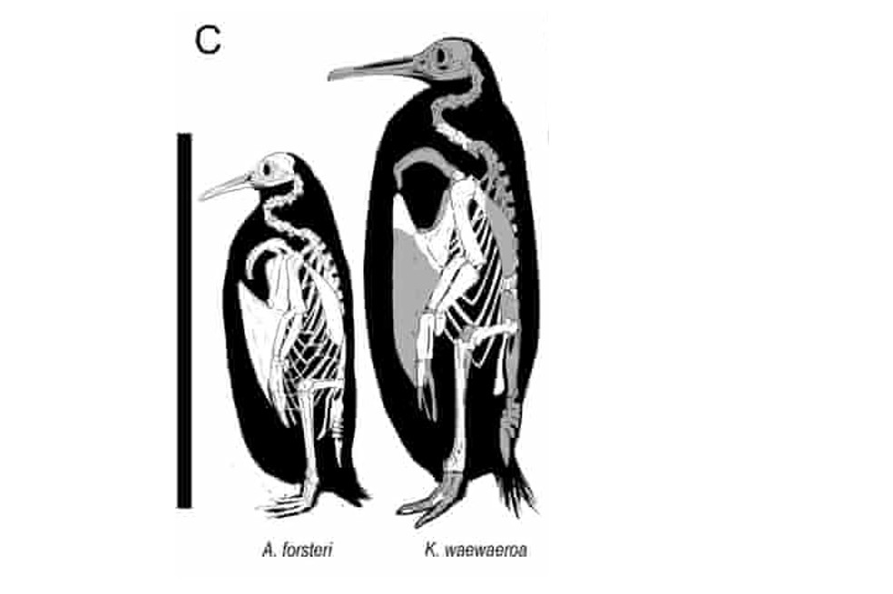 Identifican nueva especie de pingüino en Nueva Zelanda