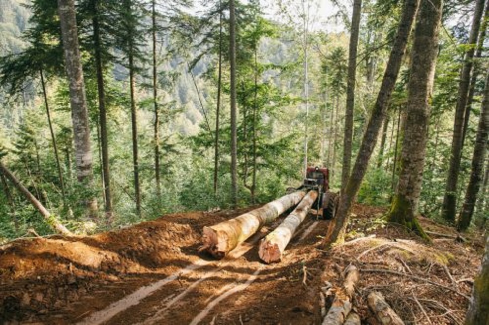 Varios países europeos importan madera ilegal desde la Amazonía