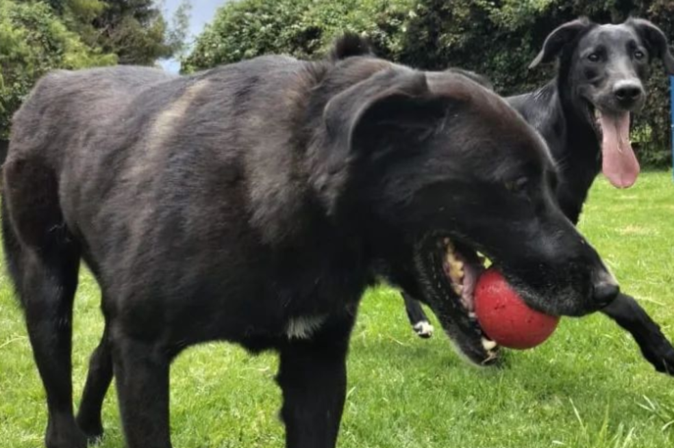 ¡Anímese y adopte! Estos perros y gatos buscan un hogar en Bogotá