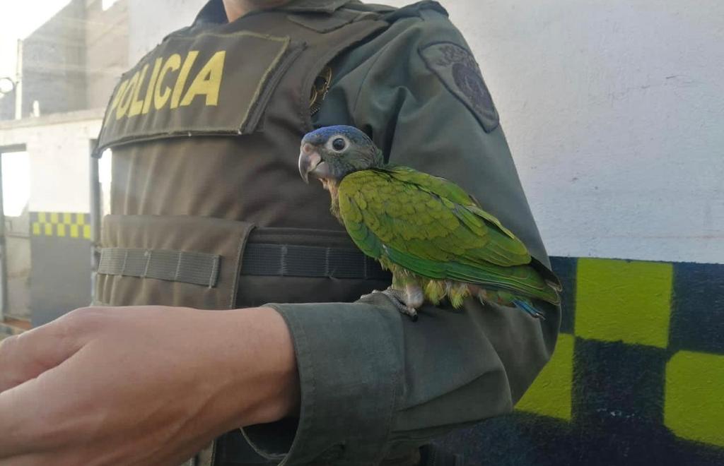 Rescatan loro cabeciazul que iba a ser comercializado en la terminal de buses de Pasto