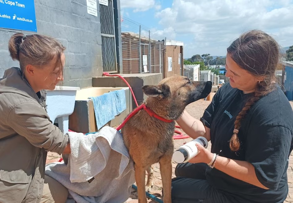 ‘El olor era insoportable’: así rescataron a Moose, perrito atrapado en desechos