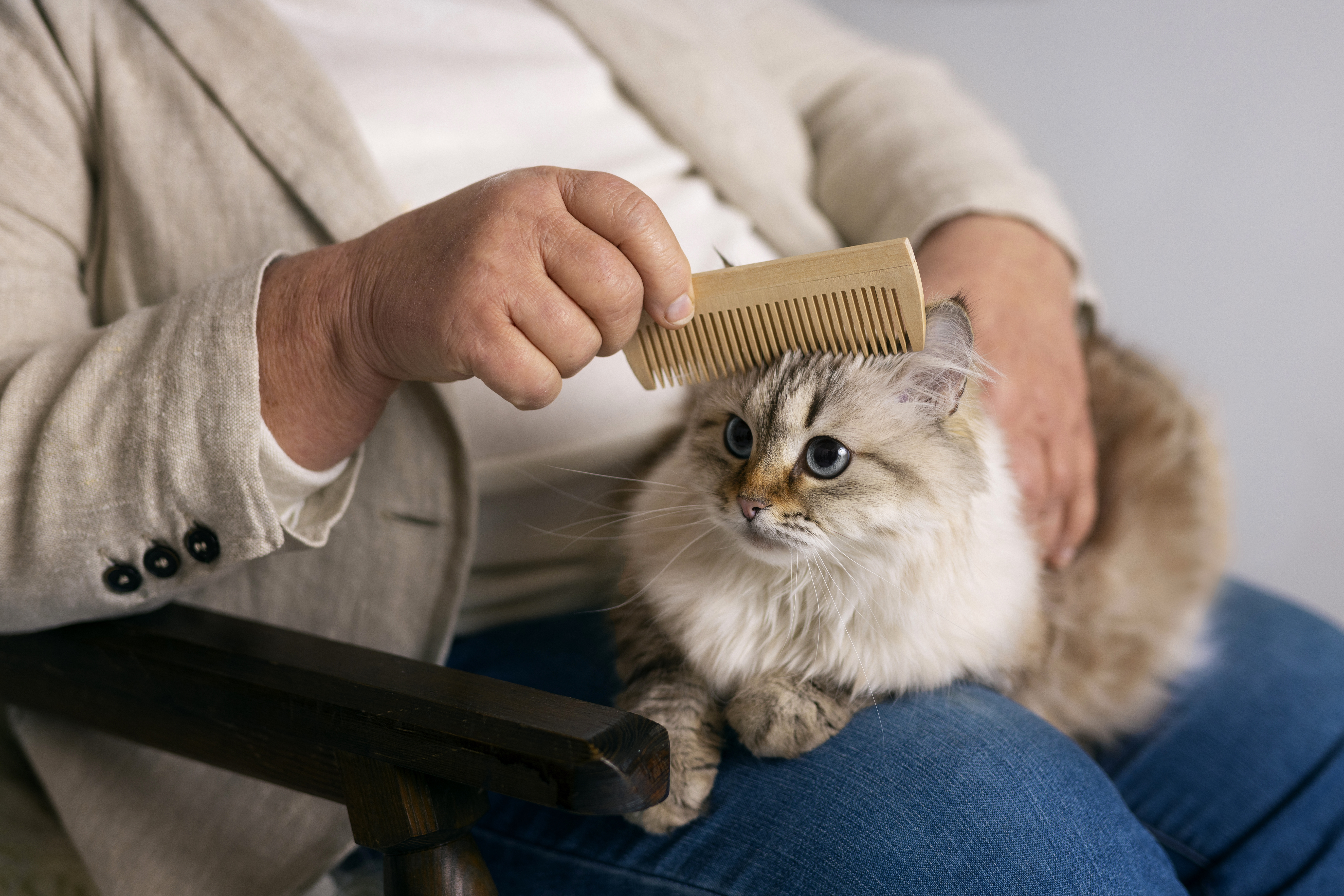 ¿Cómo poner brillante el pelo de mi gato? Estos son algunos trucos