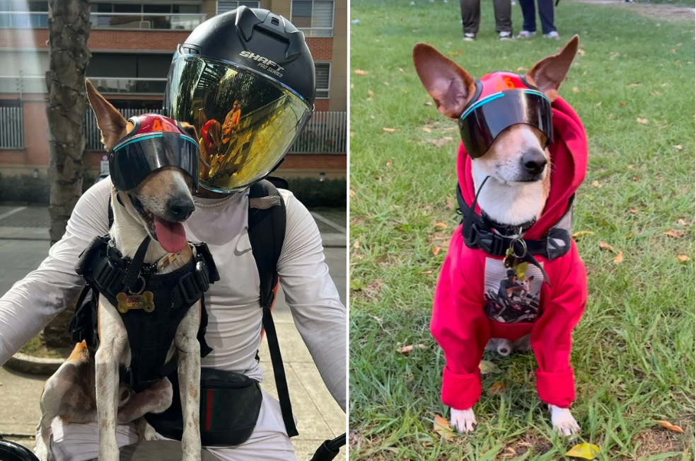 Toby, el "perro domiciliario" de Cali