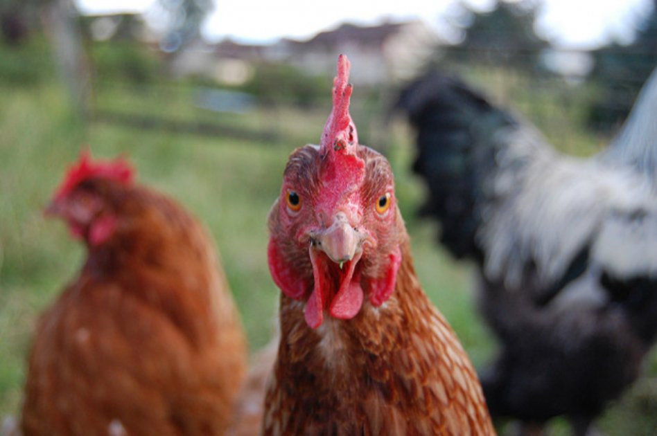 U. Nacional: consumo de pollo no causa pubertad precoz