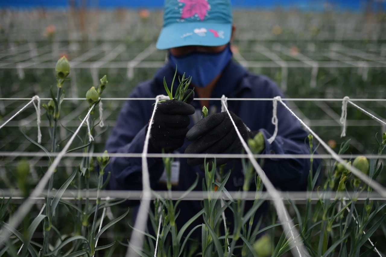 Trabajadora de un cultivo de flores.