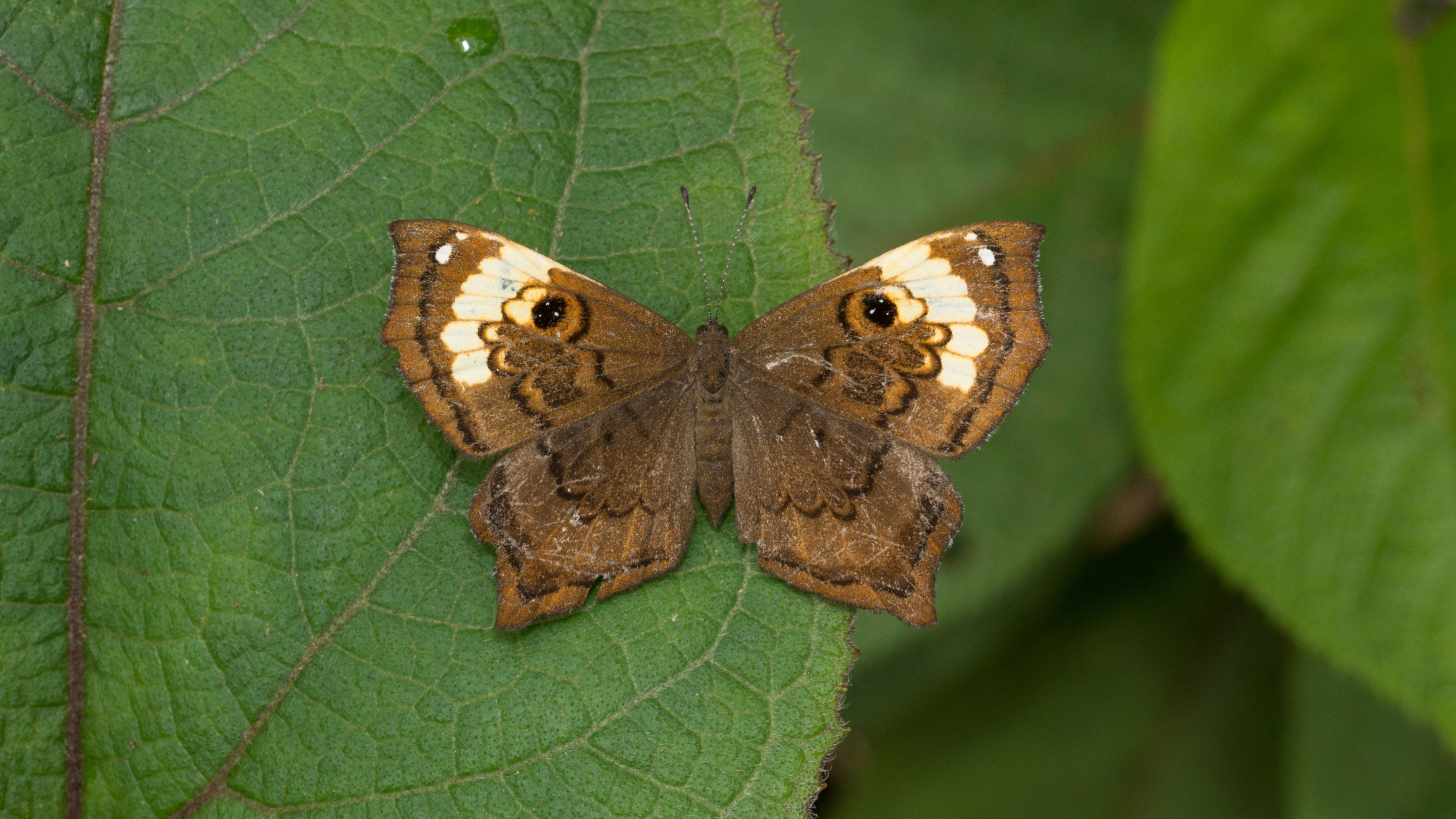 Estas son las casi 200 mariposas únicas que habitan en Colombia