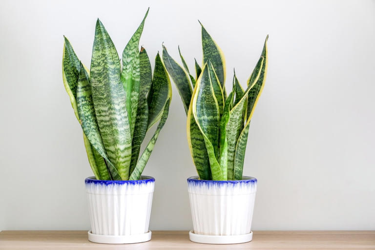 Eliminar el olor a viejo no tiene por qué ser complicado ni requerir productos químicos agresivos. Con la ayuda de las plantas adecuadas, es posible transformar cualquier espacio en un ambiente fresco, saludable y lleno de vida.