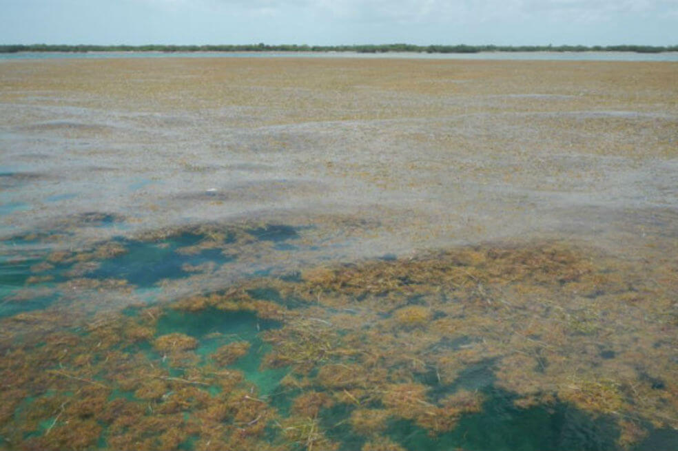 Detectan la mayor proliferación de algas del mundo