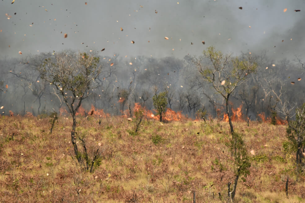 Las enfermedades que pueden dispersarse por los incendios de la Amazonía
