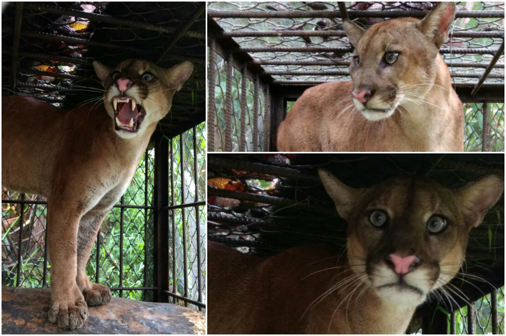Rescataron a un puma que acechaba animales domésticos en Urabá