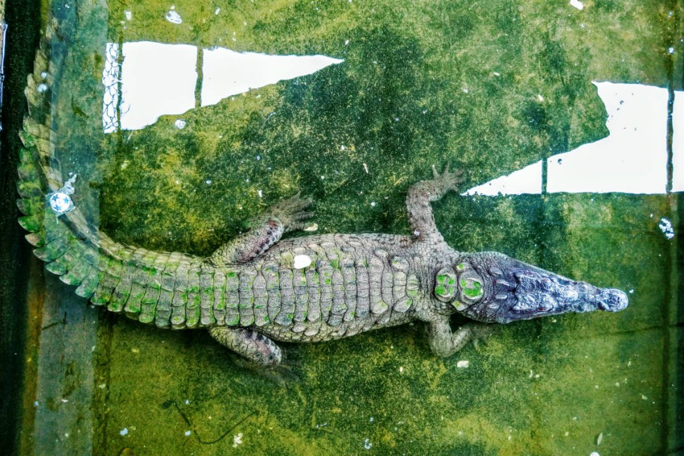 El caimán aguja está catalogado en grado de amenaza a nivel mundial como Vulnerable (IUCN 2018).